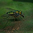 Green fly s munch time!